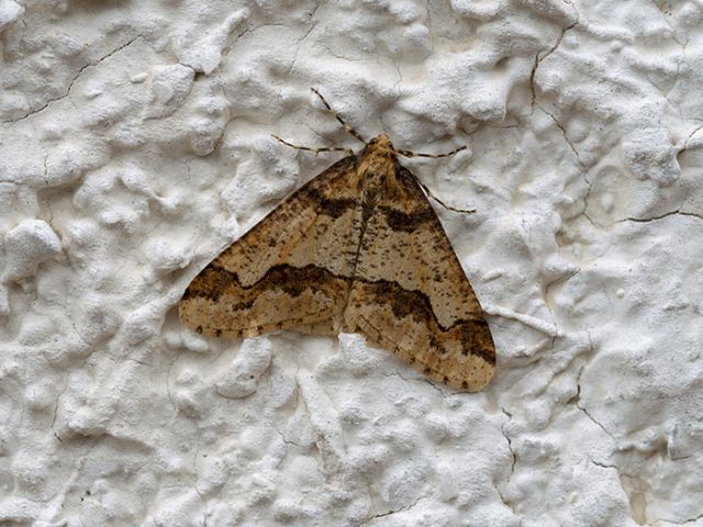 Falena da id per favore...Erannis defoliaria - Geometridae